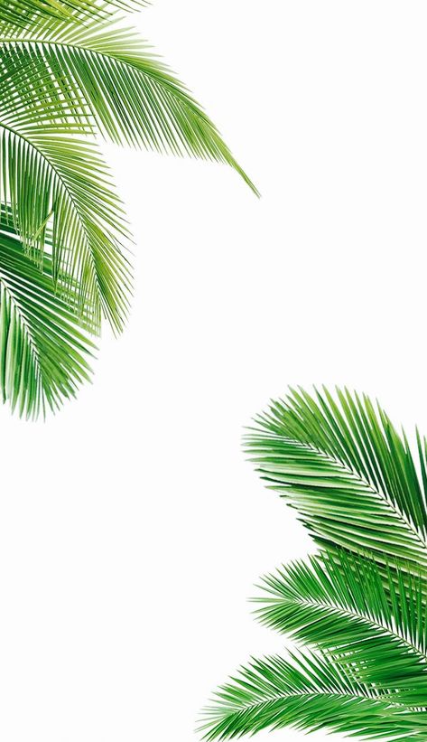 Wallpaper #Fondos de Pantalla Sigueme Judith Estefani Palm Trees Wallpaper, Tumblr Backgrounds, 카드 디자인, Wallpaper Tumblr, Wallpaper Gallery, Tree Wallpaper, Wallpaper For Your Phone, Tumblr Wallpaper, Summer Wallpaper