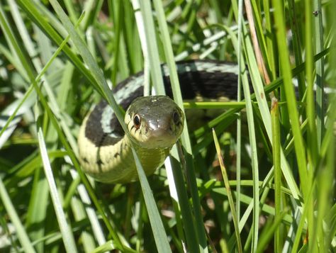 Snake Drawings, Pjo Cabins, Plants Kindergarten, Grass Drawing, Witch Things, Snake In The Grass, Garter Snake, Berry Garden, Forest Ecosystem