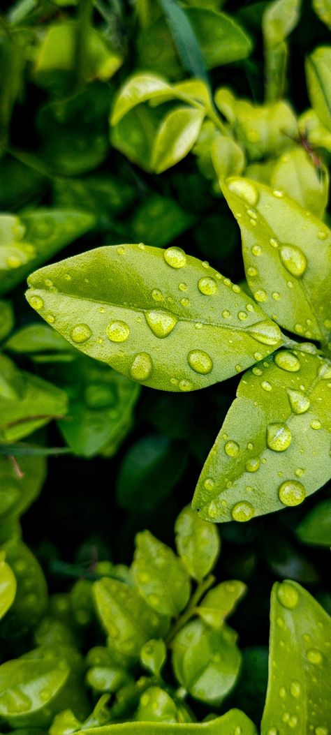 Green leaves with water droplets Water Droplets Photography, Botanical Photography, Water Droplets, Water Drops, Portrait Photo, Pencil Art, Baby Cats, Green Leaves, Pencil