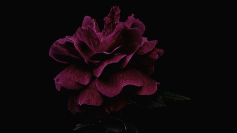 Wallpaper rose, flower, pink, dark hd, picture, image Wallpaper Rose Flower, Black Flowers Wallpaper, Pink Wallpaper Desktop, Pink Wallpaper Laptop, Pink And Black Wallpaper, Trippy Backgrounds, Wallpaper Rose, Laptop Wallpaper Desktop Wallpapers, Pink Laptop