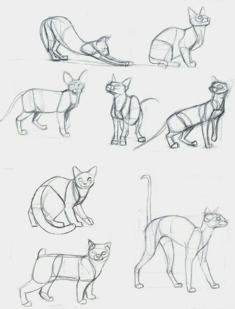 Feline Anatomy, Cat Drawing Tutorial, Cats Art Drawing, Cat Anatomy, Anime Cats, Warrior Cat Drawings, Nature Sketch, Animal Anatomy, Cat Reference