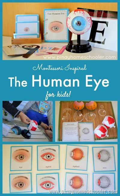 Learning the Parts of the Human Eye Eye Activities For Preschool, Eye Experiments, Eye Activities, Preschool Anatomy, Eye Lesson, Human Body Unit Study, Body Preschool, Human Body Science, Human Body Activities