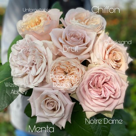 VipRoses (@vip_roses) • Instagram photos and videos Rose Varieties, Bridal Bouquet Flowers, Types Of Roses, Flowers Bouquet Gift, Flowers Petals, Rose Arrangements, Wedding Flower Inspiration, Wildflower Wedding, Deco Floral