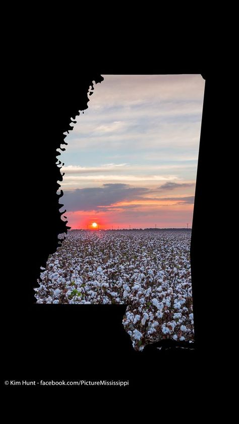 Mississippi cotton fields Mississippi Wallpaper, Beta Projects, Mississippi Outline, Mississippi Queen, Mississippi Travel, Natchez Mississippi, Oxford Mississippi, Dirty South, Mississippi Delta