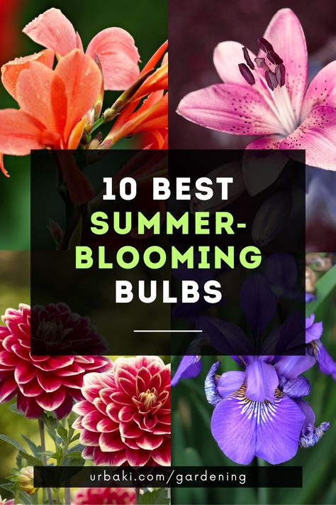 We often think of planting bulbs for spring coloring, but there are plenty of summer flower bulbs that can add color to the garden. Most summer bulbs are semi-tropical perennials.It is more common to see these flowers in warm climates, where most of the bulbs can be left in the ground throughout the year. But even gardeners who live in cold climates can enjoy bulbs that bloom in summer.Although they are often not hardy enough to stay in the ground year-round... Spring Flower Bulb Garden, Bulbs That Flower All Summer, Flower Bulbs To Plant In Spring, Summer Bulbs To Plant In Spring, Bulbs To Plant In Spring, When To Plant Bulbs, Bulbs Garden Design, Summer Blooming Flowers, Ocean Flowers