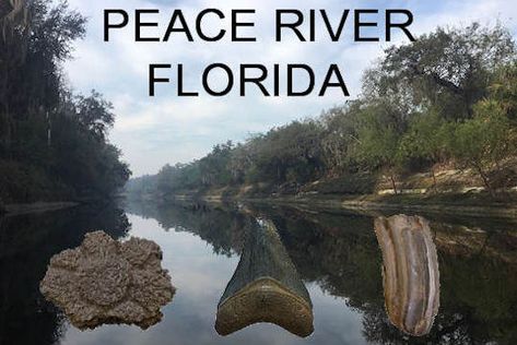 Peace River, Florida Fossil Hunting Guide Fossil Identification, Shark Megalodon, Florida Fossils, Calvert Cliffs, Coastal North Carolina, Sharks Teeth, Hunting Guide, Shark Facts, Peace River