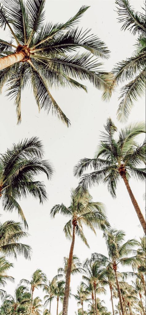 Palm Tree Pics, Florida Wallpaper, Watercolor Wallpaper Phone, Palm Tree Wallpaper, Beach Phone Wallpaper, St Patricks Day Wallpaper, Tree Wallpaper Iphone, Boho Background, Beach Wall Collage