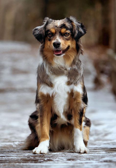 GCH.... - Forestwood - Miniature American Shepherds Mini American Shepherd, Miniature American Shepherd, American Shepherd, Dog Whisperer, Dog Bakery, Dog Boarding, Canine Companions, Dog Show, Art References