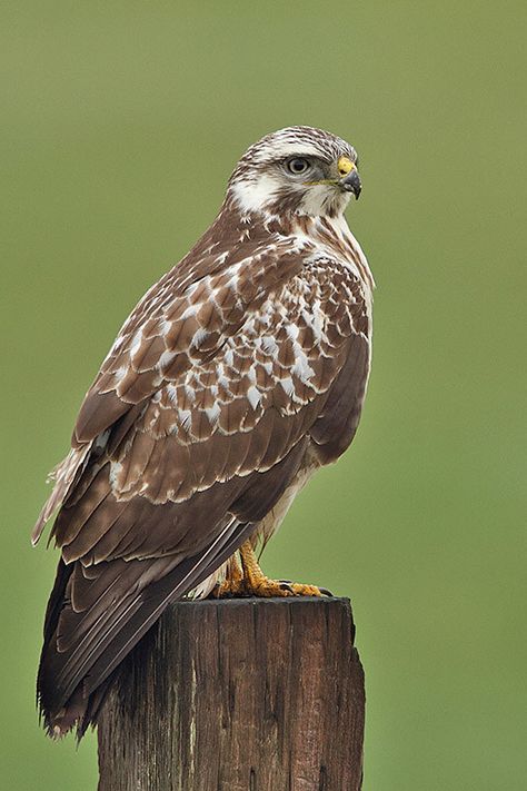 Common Buzzard (UK) | Managed to capture this little Beauty … | Flickr British Birds Of Prey, Common Buzzard, Fastest Bird, Red Kite, Buzzard, Birds Of Prey, Bald Eagle, This Morning, German Shepherd