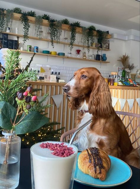 dog at the cafe @martindoggyig Dog Friendly Coffee Shop, Pet Friendly Cafe, Dog Coffee Shop, Cafe Photoshoot, Dog Restaurant, Pet Cafe, Photoshoot Spring, Cafe Pictures, Green Cafe