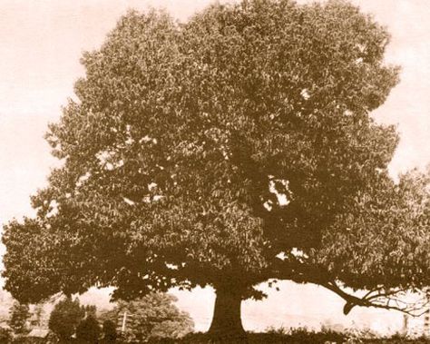 American Chestnut | Grey Towers Chinese Chestnut, Chestnut Tree, American Chestnut, Chestnut Trees, Beautiful Yards, Vintage Tree, Forest Service, Animal Species, Photo Tree