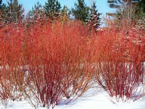 Red Twig Dogwood in winter Redtwig Dogwood, Dogwood Shrub, Red Twig Dogwood, Twig Dogwood, Winter Gardening, Building Raised Garden Beds, Lost Garden, Small Trees, Raised Garden Beds