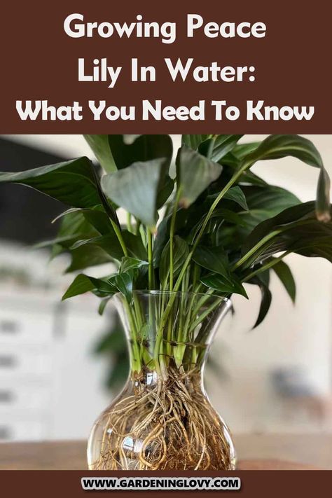 Do you want to know how to grow peace lily in water hydroponically? Read this post for 11 steps to do this. Growing Peace Lily In Water, How To Grow Peace Lily In Water, How To Revive A Peace Lily Plant, Peace Lily In Water Vase, Grow Peace Lily In Water, Peace Lily In Water, Peace Lily Indoor, Peace Lily Plant Care, Lilly Plants