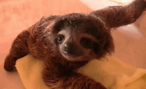 Baby Sloth Cute GIF - BabySloth Cute Pet - Discover & Share GIFs Baby Sloth Video, Sloth Gif, Sloth Stuffed Animal, Funny Sloth, Nature Tour, Sloths Funny, Baby Sloth, Cute Sloth, Funny Cat Videos