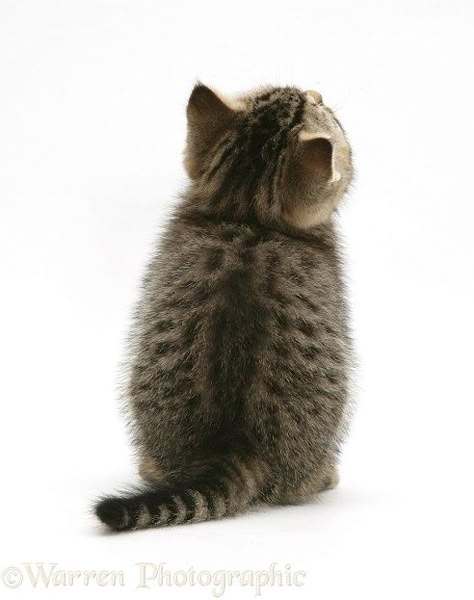 Tabby kitten, back view photo WP09932 Cat Reference Photo, Kitten Reference, Cat Back View, Cats White Background, Cat White Background, Cat Poses, Cat References, Cat Png, Tabby Kitten