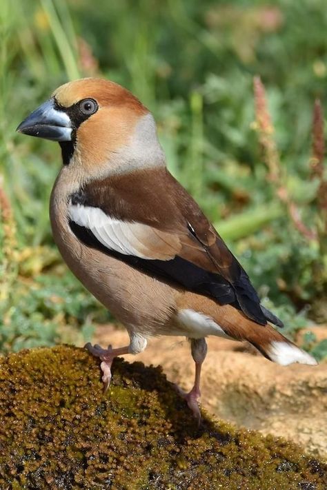 Coccothraustes coccothraustes, Hawfinch. Breeds across Europe and temperate Asia in deciduous forests during the spring to have offspring, often in trees that bear fruit, such as oak trees where it tends to feed and perch quietly, high in the canopy. Also feeds on the ground in autumn and winter, sometimes forming single-species flocks. Diet is mainly seeds and fruit kernels, especially those of cherries, which it cracks with its powerful bill. Gives high-pitched “tsik!” and lower ticking calls. Hawfinch, Oak Trees, Oak Tree, Bird Art, Flocking, Autumn And Winter, Seeds, Trees, Forest