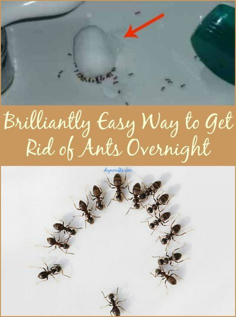 Brilliantly Easy Way to Get Rid of Ants Overnight.  The Borax one didn't work after several tries in different areas.  Trying others soon. Tiny Ants, Ant Repellent, Ants In House, Rid Of Ants, Kill Ants, Get Rid Of Ants, Ant Killer, Bug Killer, Bug Repellent