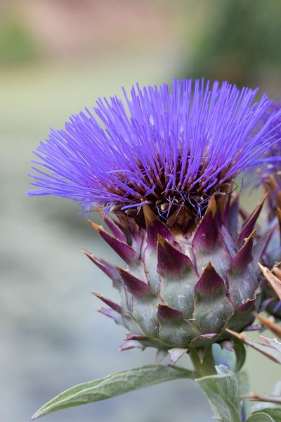 Crocus In Garden, Insects On Flowers, Cynara Cardunculus, Silver Plant, Macro Photography Flowers, Daucus Carota, Salem Oregon, Thistle Flower, Insect On Flower Photography