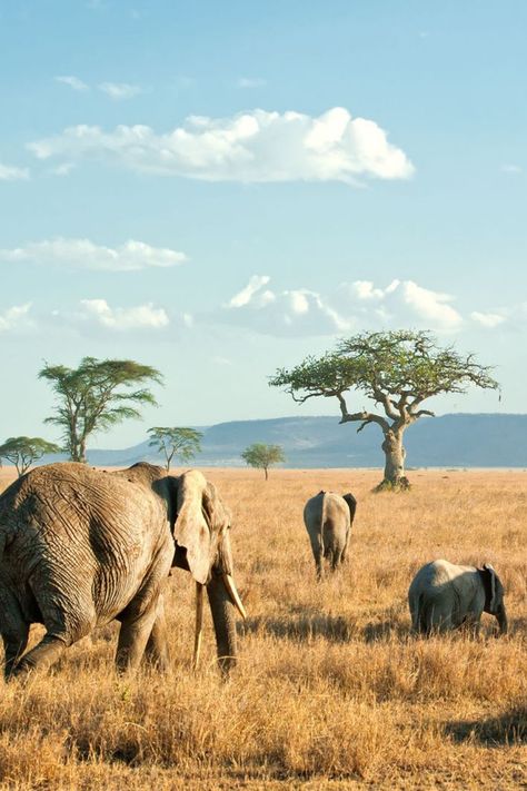 Elephant Photography, Wild Animal Wallpaper, Kenya Safari, Tanzania Safari, Serengeti National Park, African Travel, Safari Adventure, Africa Safari, Out Of Africa