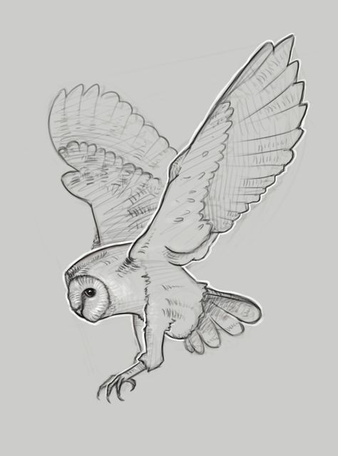 Owl Flying Reference, Owl Flying Drawing, Owl Tattoo Flash, Barn Owl Drawing, Snowy Owl Art, Owl Outline, Fox Sketch, Movement Drawing, Owl Sketch