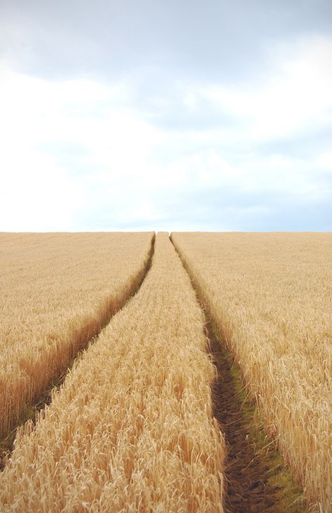 Fields Of Gold, Jaime Lannister, Wheat Field, Wheat Fields, Crop Circles, Arya Stark, Land Of The Free, Alam Yang Indah, Country Life