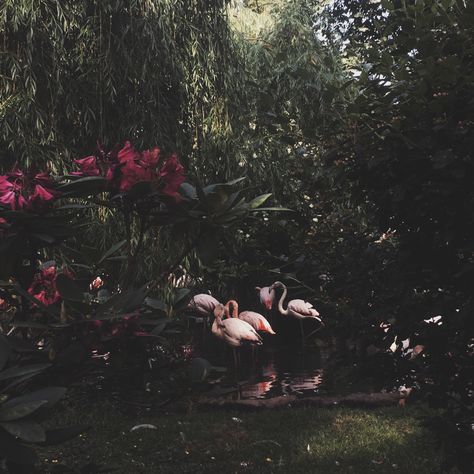 https://instagram.com/p/BjNe3HBFd88/ #flamingo #flamingoparty #pink #zoo #animals #bush #jungle #tropical #photography #aesthetic #bossbabe #tumblr #teenagerpost #instagram #photo #stylechallenge #girlboss #hawaii #goal #goals Pink Jungle Aesthetic, Jungle Party Aesthetic, Nikki Core Aesthetic, Tropical Goth Aesthetic, Tropical Jungle Aesthetic, Gothic Tropical, Nikki Core, Stars Moodboard, Flamingo Aesthetic