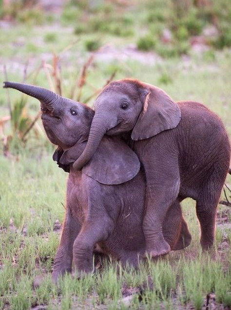 14 Images Of Baby Elephants That Will Put A Big Goofy Smile On Your Face - I Can Has Cheezburger? Baby Elephants Playing, Two Elephants, Elephants Playing, Funny Elephant, Happy Elephant, Baby Elefant, Baby Elephants, Save The Elephants, Elephant Love