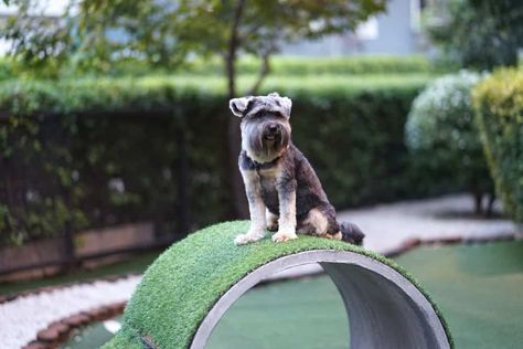 Dog Playground Ideas, Backyard Dog Playground, Outdoor Dog Area, Puppy Playground, Indoor Dog Park, Dog Friendly Backyard, Dog Backyard, Ideas For Dogs, Amazing Backyard