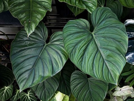 Philodendron plowmanii is a newly recognized type of philodendron with large, majestic leaves. Here's how to grow this rare tropical plant indoors. Philodendron Plowmanii, Philodendron Mamei, Philodendron Care, Heart Leaf Philodendron, Houseplant Care, Philodendron Plant, Growing Succulents, Plant Diseases, Peat Moss