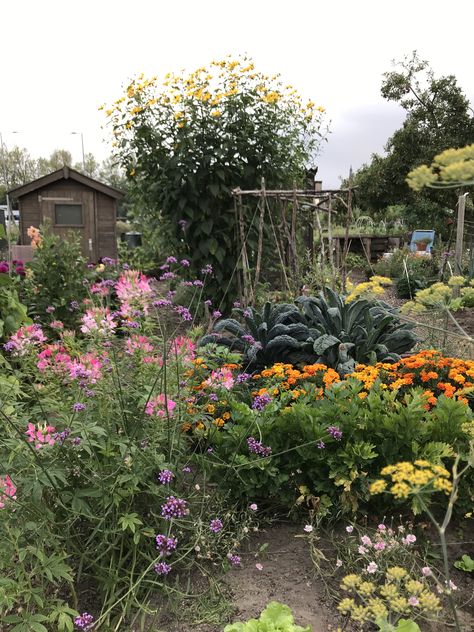 Small Holding Farm Ideas, Messy Garden Aesthetic, Allotment Flowers, Allotment Design, Messy Garden, Food Forest Garden, Allotment Gardening, Garden Plots, Potager Garden