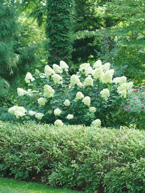 Limelight Hydrangea Landscaping Hedges, Limelight Prime Hydrangea Landscaping, Limelight Prime Hydrangea, Limelight Panicle Hydrangea, Lime Rickey Hydrangea, Hydrangea Landscaping, Limelight Hydrangea, Panicle Hydrangea, North Garden