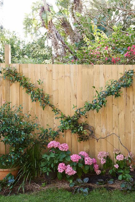 How to make a pretty wire trellis for your garden | Better Homes and Gardens Star Jasmine Trellis Pot, Diamond Vine Trellis, Stainless Steel Wire Trellis, Wire Trellis On Brick Wall, Wire Trellis Target, Evergreen Climbers, Chinese Star, Wire Trellis, Travel Crafts