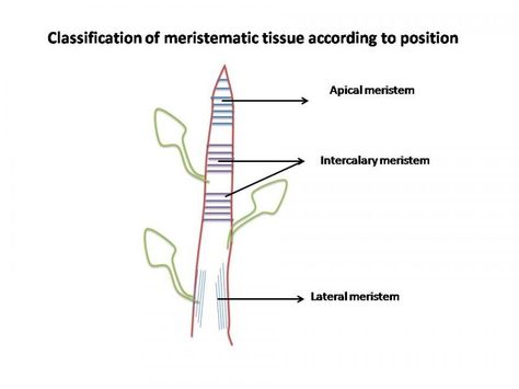 What do you mean by meristematic tissue?  Meristematic tissues are cells or group of cells that have the ability to divide. These tissues in a plant consist of small, densely packed cells that can keep dividing to form new cells. Meristems give rise to permanent tissues.  For further details visit www.microlifeindia.org Meristematic Tissue Diagram, Tissue Diagram, Meristematic Tissue, Plant Biology, Biology Worksheet, Plant Tissue, Class 9, Design Sketchbook, Science Notes