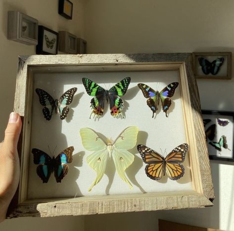 Butterfly Display, Butterfly Colorful, Sunset Moth, Butterfly Taxidermy, Rainbow Butterflies, Beautiful Terrariums, Wooden Shadow Box, Bug Collection, Ring Hook