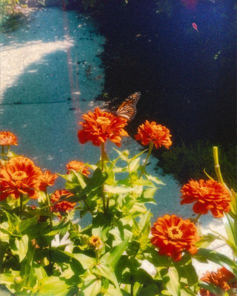 Monarch Butterfly Aesthetic Vintage, Monarch Butterfly Drawing Aesthetic, Nikita Core, Monarch Butterfly Aesthetic, Monarch Aesthetic, Orange Flowers Aesthetic, Monarch Butterfly Fairy, Butterflies Aesthetic Vintage, Split Personalities