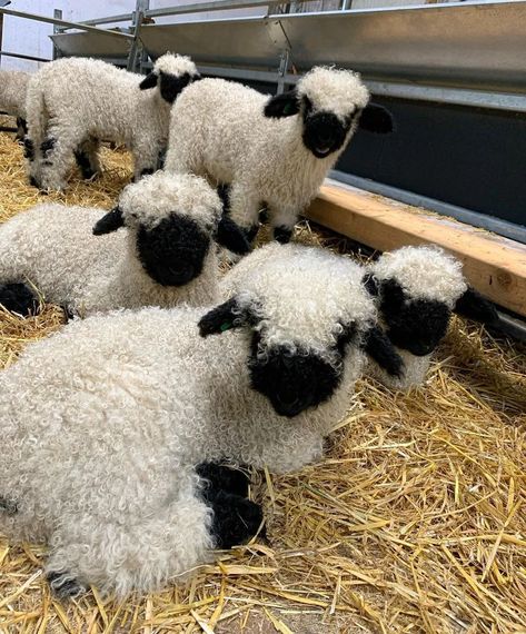 Valais Black Nose Sheep, Ram Cute, Pictures Of Sheep, Black Nose Sheep, Gabriel Oak, Blacknose Sheep, Valais Blacknose, Valais Blacknose Sheep, Ram Sheep