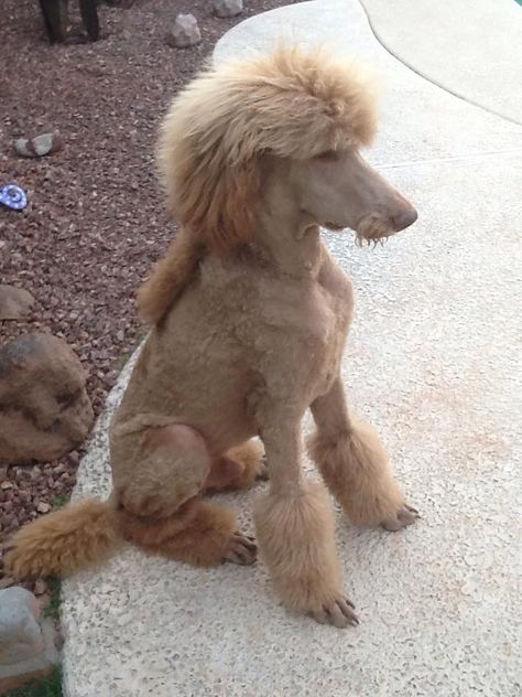 Funky hairdo Funny Poodle Haircuts, Crazy Poodle Haircut, Standard Poodle Mullet, Dog Mullet Haircut, Poodle Mullet, Standard Poodle Grooming Styles, Funny Dog Haircut, Doodle Mullet Haircut, Poodle Mohawk