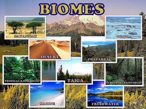 Learn more about the different types of ecosystems and how they are classified. Types Of Ecosystems, Savanna Biome, Mountain Ecosystem, Rainforest Biome, Desert Biome, Life Science Activities, Desert Ecosystem, Kids Activities At Home, Geography For Kids