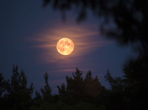 Full Strawberry Moon, Full Moon Pictures, Sturgeon Moon, Next Full Moon, Moon In Aquarius, Moon Reading, Book Pictures, Strawberry Moons, Moon Photos