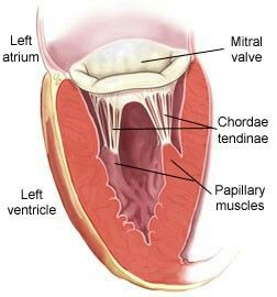 Anatomy Of The Heart, Cardiac Cycle, Mitral Valve, Heart Sounds, Heart Valves, Heart Anatomy, Coronary Arteries, Medical School Essentials, Human Anatomy And Physiology