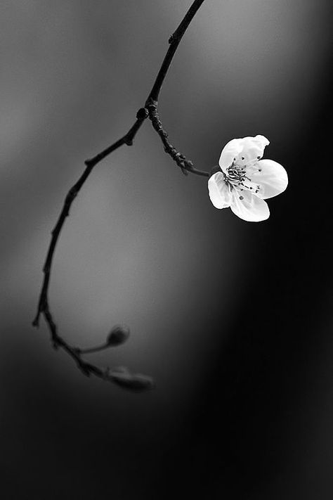 This photo works very well because they focused in on one flower and the rest of the background was blurred. Also the flower is the only thing that is really light in the picture and it’s not in the center, it’s using the rule of thirds. Poses Portrait, Portrait Nature, Aesthetic Flowers, Foto Tips, Photography Tips For Beginners, Foto Art, Black N White Images, White Picture, Black White Photos