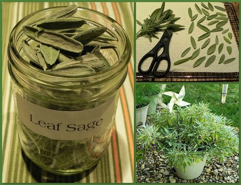 Drying sage at home Drying Sage Leaves, Dry Canning, Preserve Fresh Herbs, Dry Sage, Cooking For Dummies, Fresh Herb Recipes, Sage Recipes, Frugal Gardening, Dry Mixes