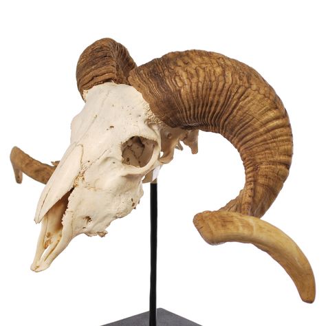 Ram Skull Side View, Skull Side View, Side View Drawing, Sheep Skull, Skull With Horns, Goat Horns, Skull Statue, Goat Skull, Ram Skull