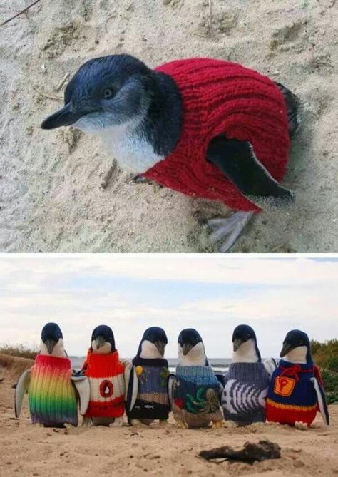 .. Penguin Parade, Wildlife Rehabilitation, Cute Penguins, Cuteness Overload, Funny Cute, Pet Clothes, Animals And Pets, Animal Pictures, Fur Babies