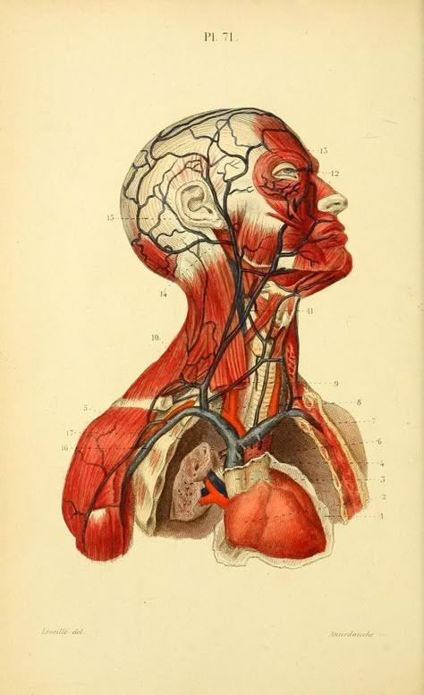 Vascular System, Eye Anatomy, Medical Illustration, Head And Neck, Muscles, Anatomy, Medical, Medical Illustrations