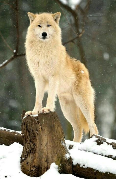 Wolf World, Wolf Images, Wolf Photography, Wolf Photos, Wolf Spirit Animal, Wolf Love, Wild Wolf, Wolf Pictures, Wolf Spirit