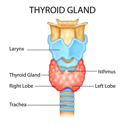 Education Drawing, Medical Drawings, Basic Anatomy And Physiology, Graves Disease, Like A Butterfly, Biology Notes, Thyroid Gland, Apple Shaped, Thyroid Health