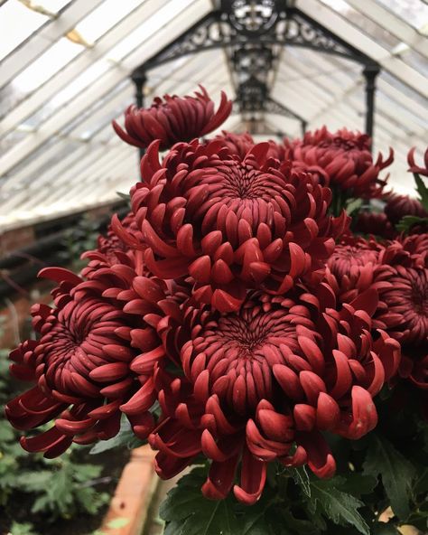 Becky Crowley on Instagram: “25th November 2018: Soaking up the last flowers of the season. The remaining stems of Chrysanthemum ‘Bigoudi Red’ will soon be snipped from…” Red Crysantenum Flower, Red Chrysanthemum Bouquet, Red Chrysanthemum Aesthetic, Crysamthmum Flower, Chrisanthiums Flower, Red Chrysanthemum Tattoo, Crisanthiums Flower, Chrysanthemum Flower Aesthetic, Chrysanthemum Flower Bouquets