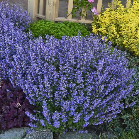 Perennial Plants That Keep Deer Away from Your Garden – P. Allen Smith Yarrow Plant, Long Blooming Perennials, Drought Tolerant Perennials, Purple Plants, Pollinator Garden, Flower Spike, Lavender Flowers, Perennial Plants, Rock Garden