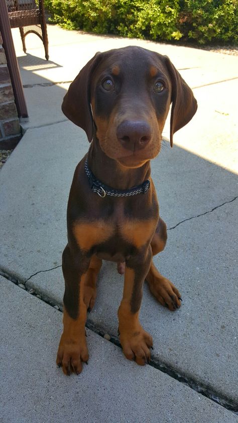 9 week old green-eyed red doberman. I named him Louie ❤ Doberman Puppy Red, Red Doberman Puppy, Red Doberman, Doberman Puppies, Dog Trends, Doberman Love, Doberman Pinscher Dog, Doberman Puppy, Dog Exercise